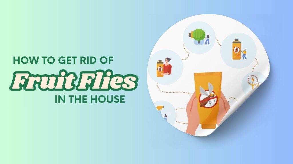 How to Get Rid of Fruit Flies in the House